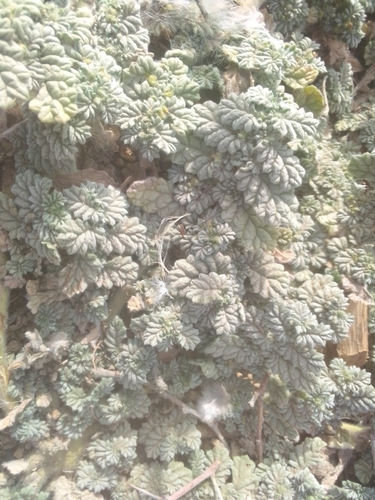Creeping Coldenia