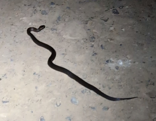 Golden-crowned Snake sighting