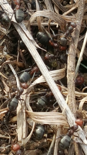 photo of Formicine Ants (Formicinae)