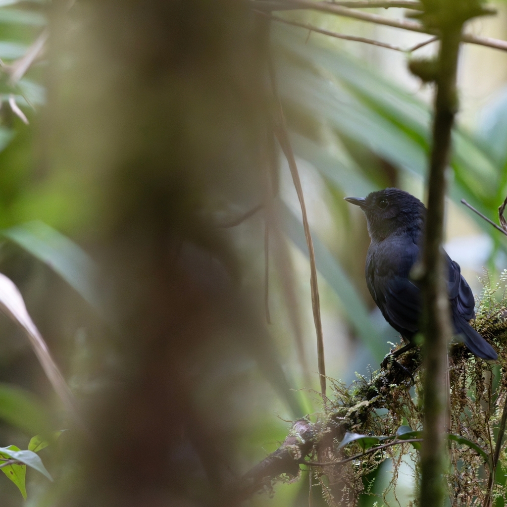 Boa Nova Tapaculo photo