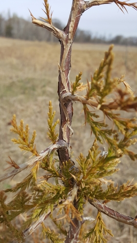 photo of Eastern Redcedar (Juniperus virginiana)