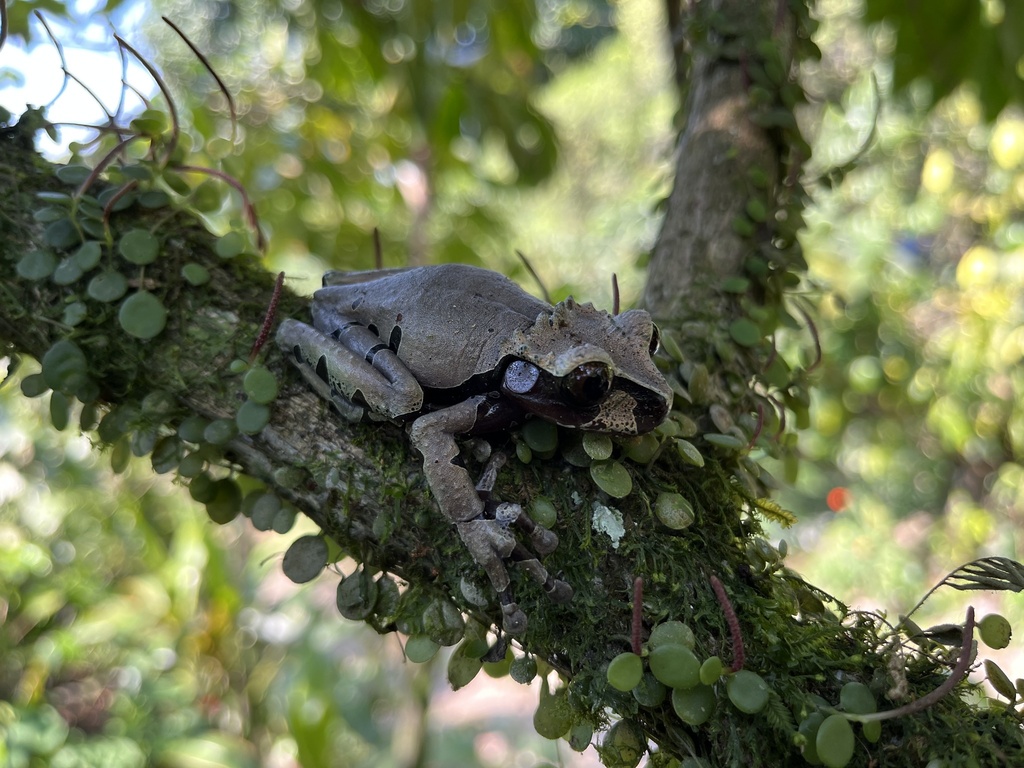 Coronated Tree Frog in April 2024 by frankcolacicco · iNaturalist