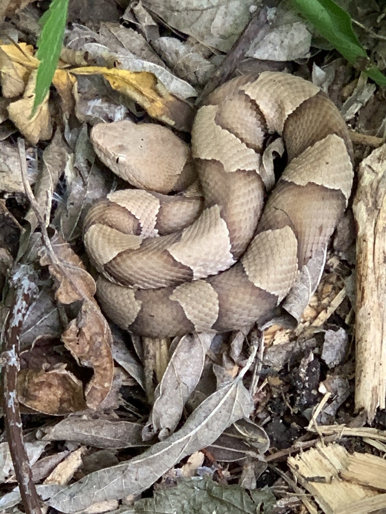 Broad-banded Copperhead from Cedar Ridge Preserve, Dallas, TX, US on ...