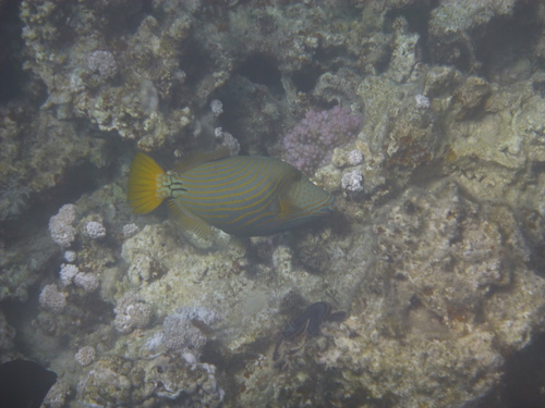 Orangestripe Triggerfish — seen at this dive site