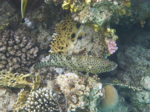 Greasy Rockcod — seen at this dive site