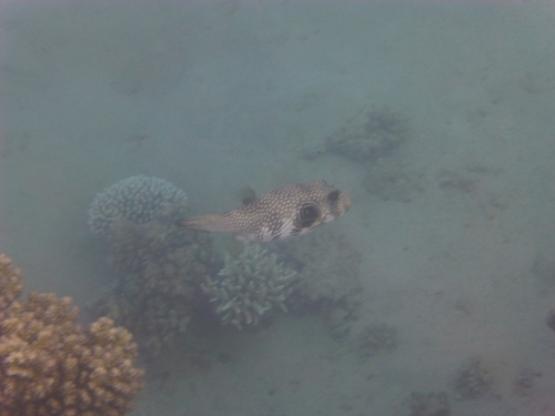 White-spotted Puffer — seen at this dive site