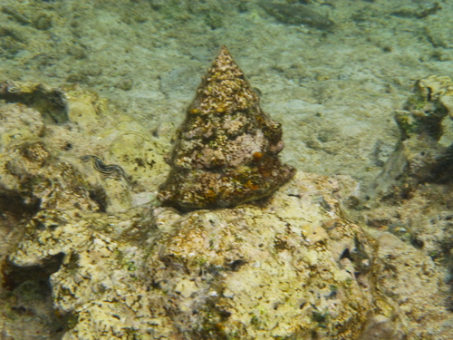 Toothed Top Shell — seen at this dive site