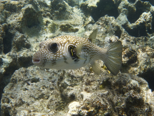 White-spotted Puffer — seen at this dive site