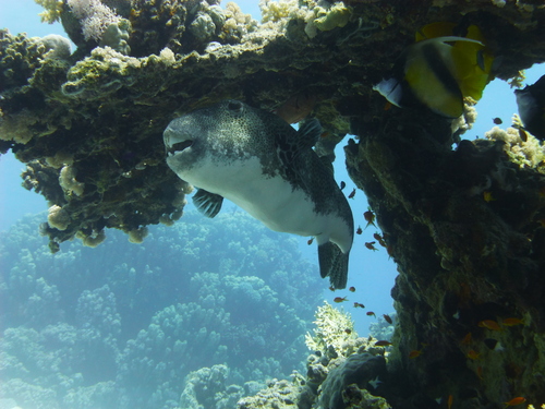 Starry Puffer — seen at this dive site