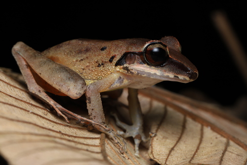 Craugastor longirostris (Boulenger, 1898)