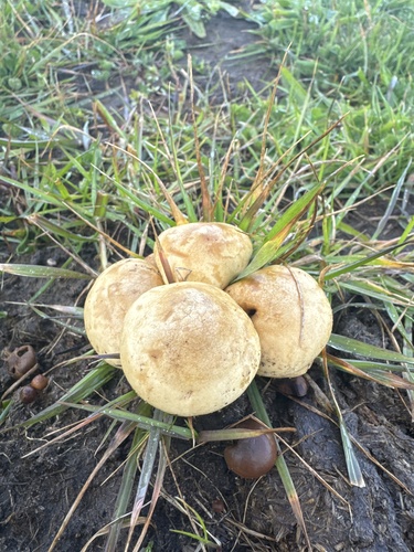 iNaturalist observation photo of Dung Roundhead
