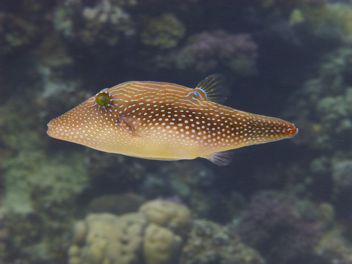 How to identify Canthigaster margaritata (Rüppell, 1829)
