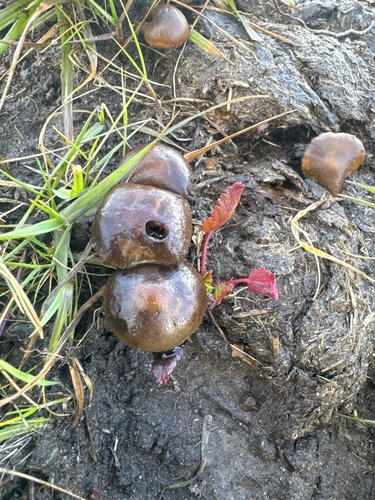 iNaturalist observation photo of dung-loving Deconica