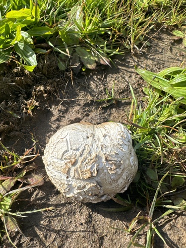iNaturalist observation photo of Elephant-skin Puffball
