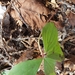 photo of Canadian Bunchberry (Cornus canadensis)