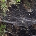 photo of Spiders (Araneae)