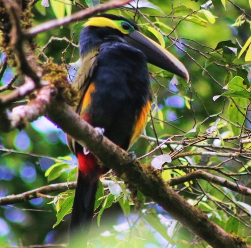 Yellow-eared Toucanet