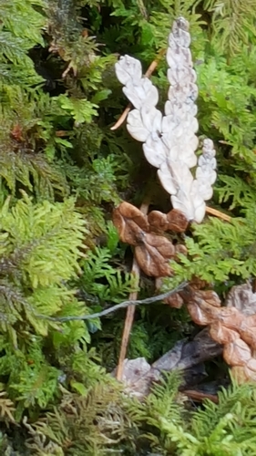 photo of Stairstep Moss (Hylocomium splendens)
