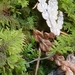 photo of Stairstep Moss (Hylocomium splendens)