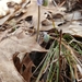photo of Round-lobed Hepatica (Hepatica americana)