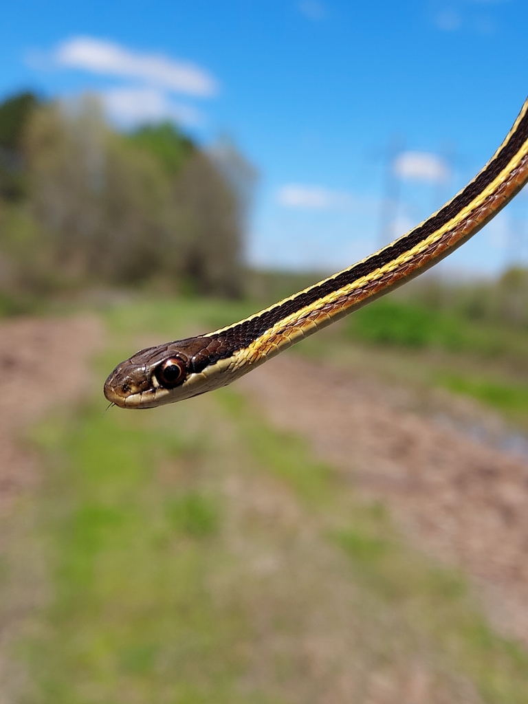 Eastern Ribbon Snake from Durham, NC 27712, USA on April 5, 2024 at 12: ...