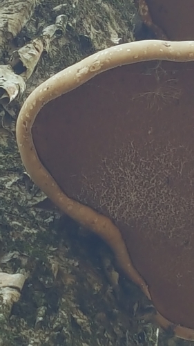 photo of Birch Polypore (Fomitopsis betulina)