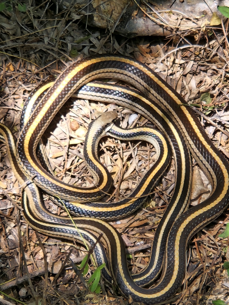 Texas Patch-nosed Snake from McAllen, TX 78503, USA on April 5, 2024 at ...