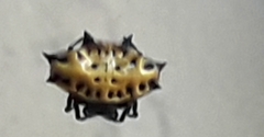 Gasteracantha cancriformis image