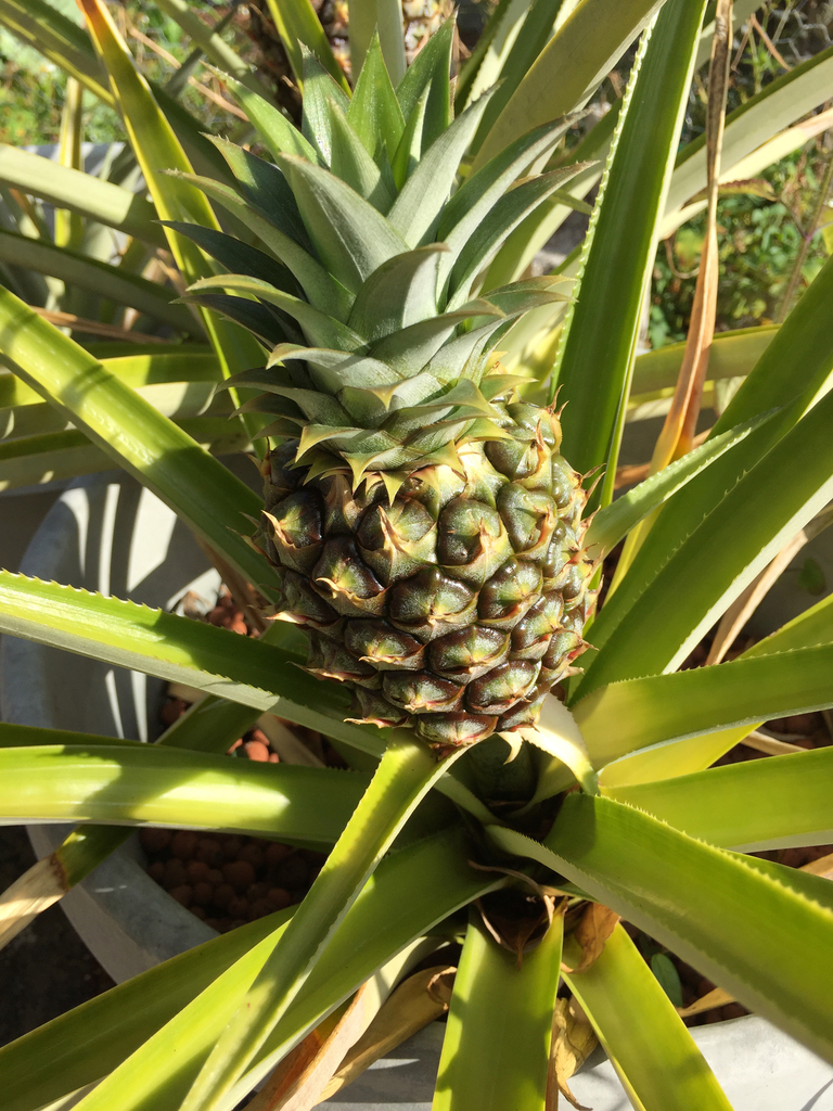 pineapple (Ananas comosus) · iNaturalist