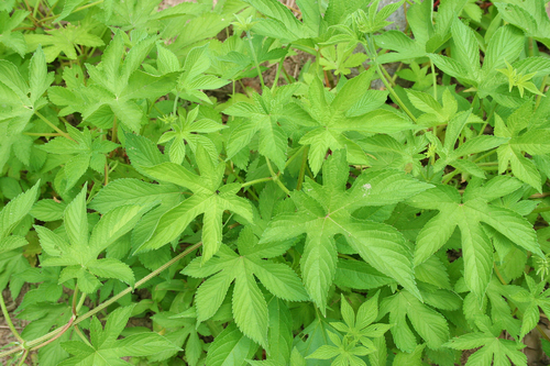 Japanese Hops (Humulus scandens) · iNaturalist