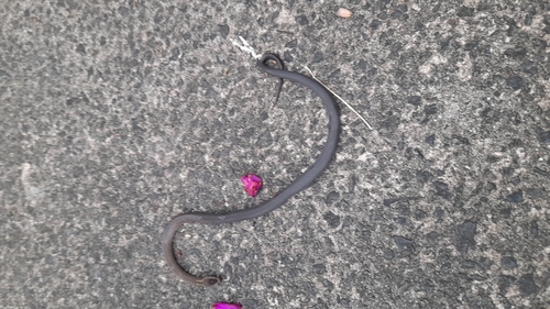 Golden-crowned Snake sighting