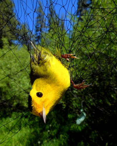 iNaturalist observation photo of Wilson's Warbler