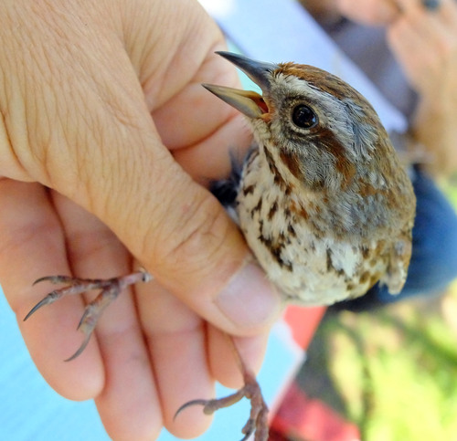 iNaturalist observation photo of Song Sparrow