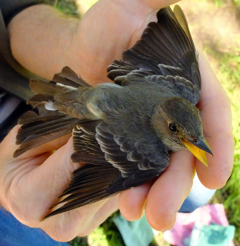 iNaturalist observation photo of Western Wood-Pewee