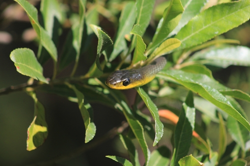 Common Tree Snake sighting
