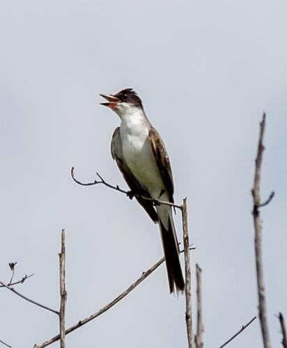 Fork-tailed Flycatcher