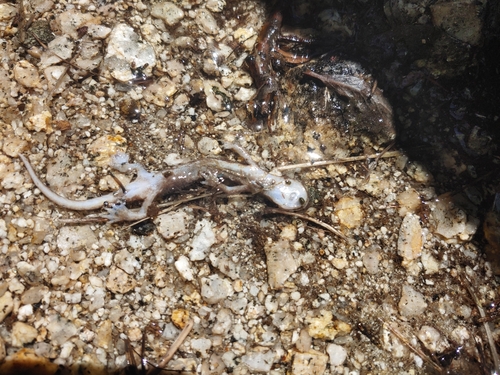 iNaturalist observation photo of Mount Lyell Salamander