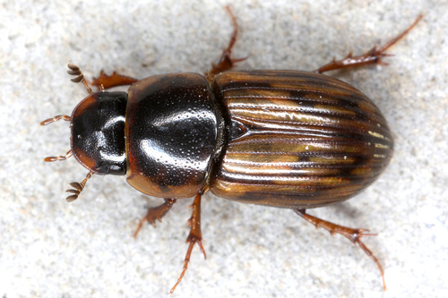 Volinus sticticus (Panzer, 1798)