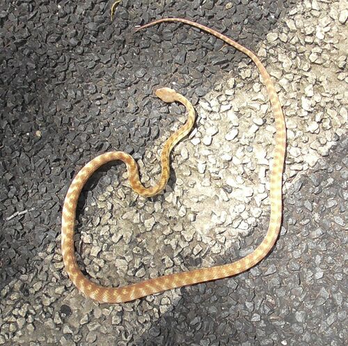 Brown Tree Snake sighting