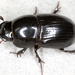 Gravedigger Dung Beetle - Photo (c) gernotkunz, all rights reserved, uploaded by gernotkunz