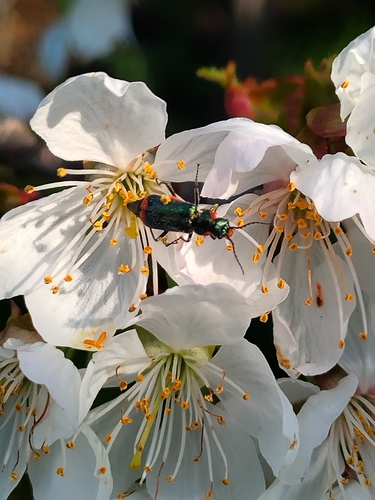 Malachius stolatus
