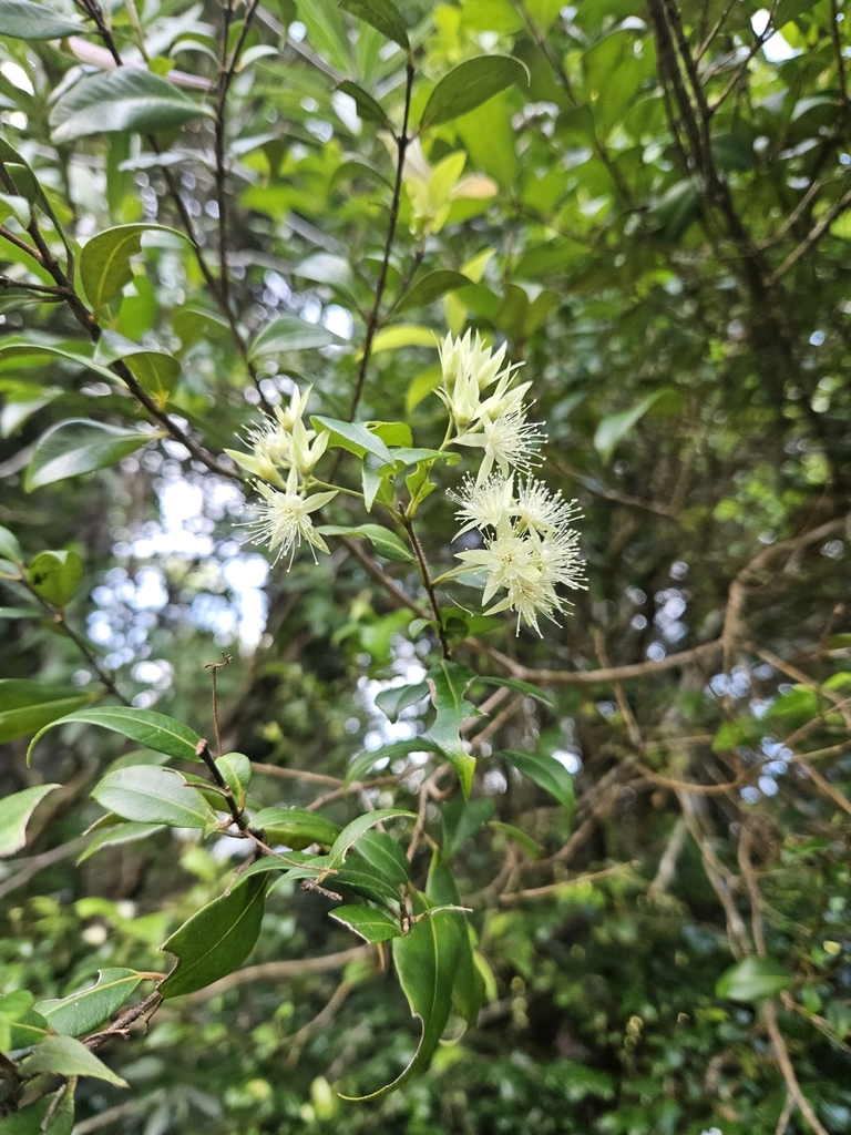 Grey Myrtle from Tamborine Mountain QLD 4272, Australia on April 6 ...