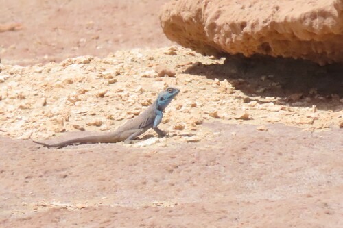 Sinai Agama