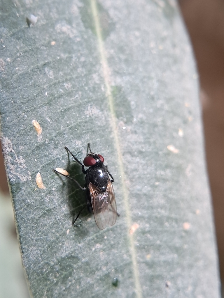 black-dump-flies-from-sbi-staff-colony-hoshalli-extension-stage-1