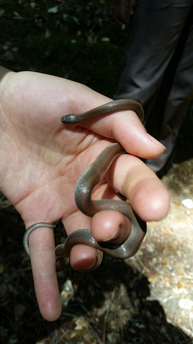 iNaturalist observation photo of Forest Sharp-tailed Snake