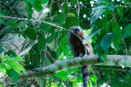 Alta Floresta titi (Plecturocebus grovesi) — Critically Endangered Mammalia