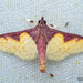 Polygrammodes limitalis - Photo (c) Nicky Bay, all rights reserved, uploaded by Nicky Bay