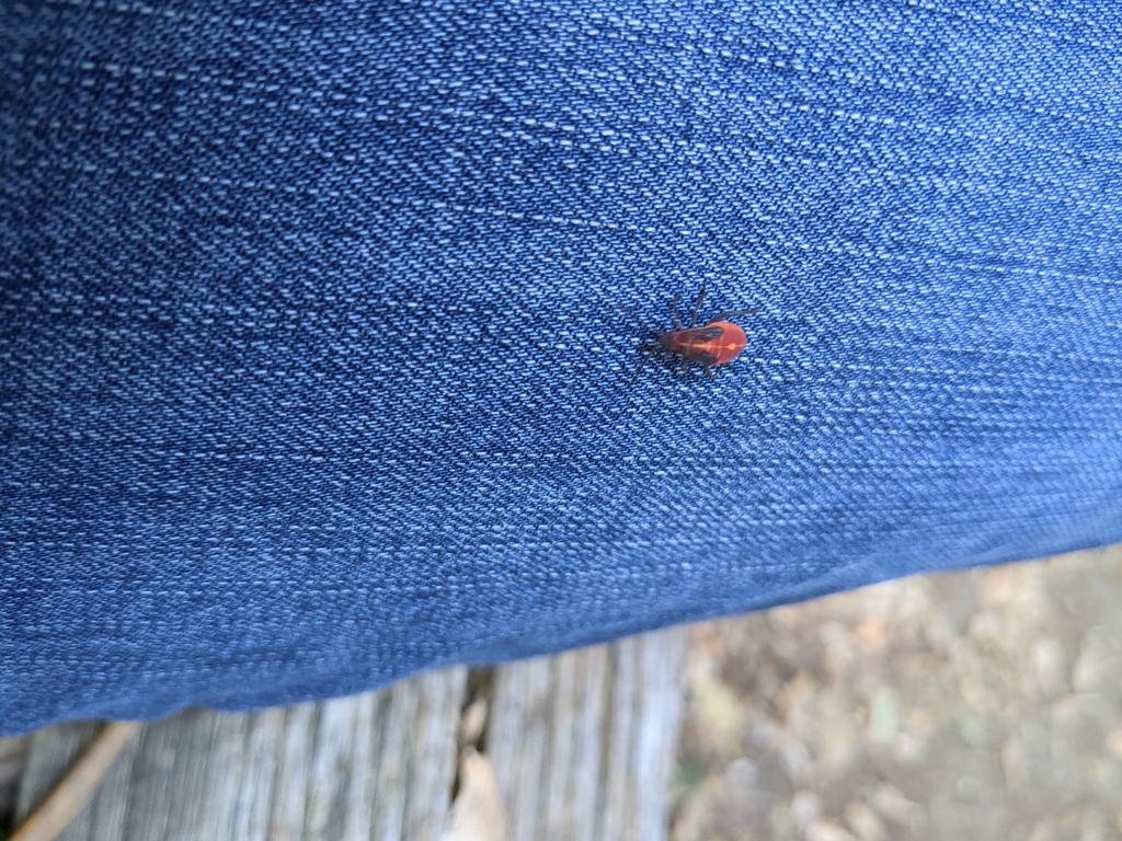 Eastern Boxelder Bug from Kitchener, ON N2G 2P8, Canada on October 5 ...