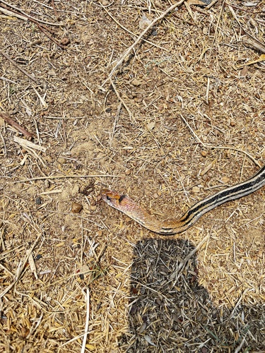 Copperhead Rat Snake