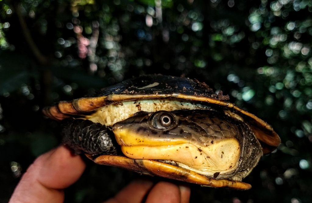 Toad With Turtle Shell Typical Toad-headed Turtles and Allies from Rio Branco - AC, Brasil on ...